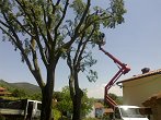 višinsko obrezovanje zaščitenih dreves Celtis australis, nadzor pod Zavodom za varstvo narave  (3)